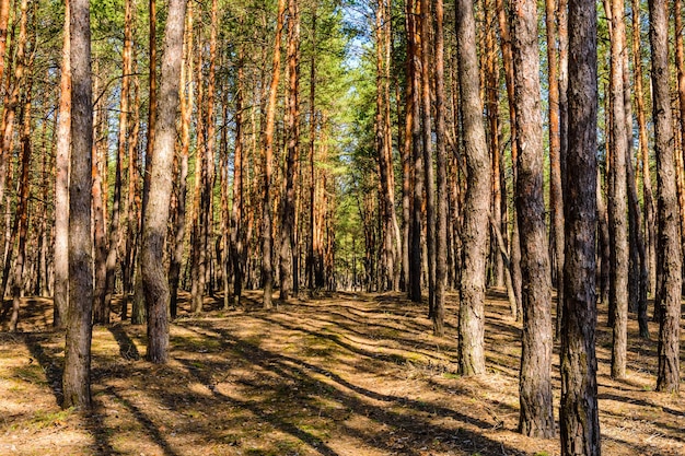 Rows of the pine trees in a forest