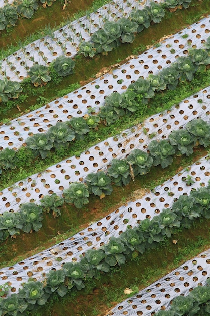 Foto file di pacciame di plastica come prevenzione delle infestanti per la piantagione di porri cavoli piantati in mezzo