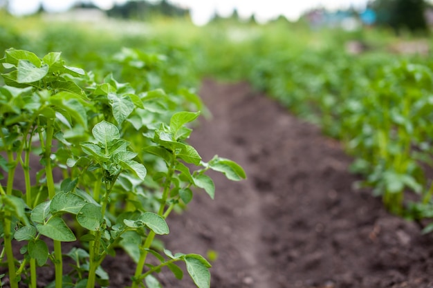 rows of potatoes in the home garden preparation for harvesting agriculture growing of potato