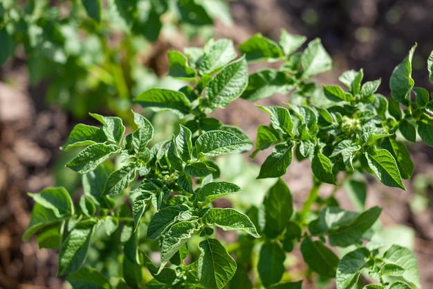 Rows of potatoes in the home garden. Preparation for harvesting. potato plants in rows on a farm