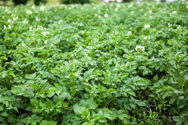 Rows of potatoes in the home garden. Preparation for harvesting. potato plants in rows on a kitchengarden farm springtime with sunshine. Green field of potato crops in a row. Growing of potato.