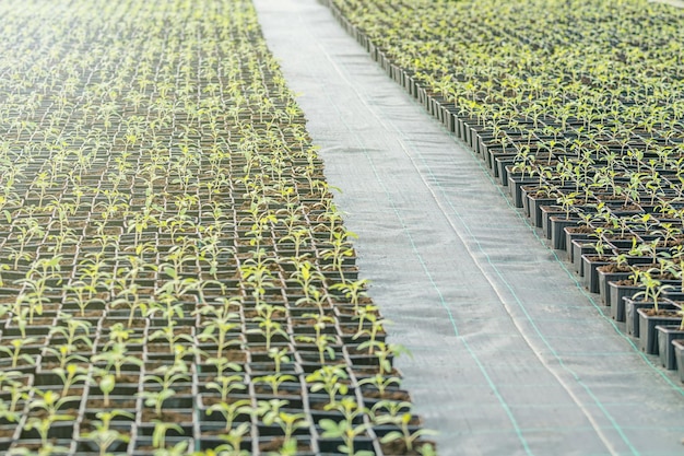 温室の鉢植えの苗の列