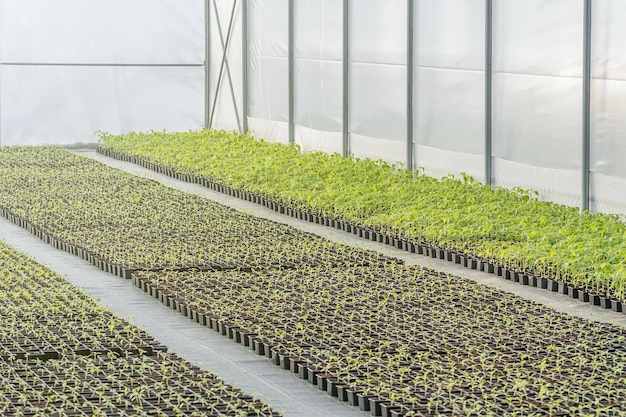 Rows of Potted Seedlings in Greenhouse