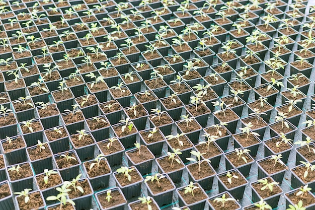 Rows of Potted Seedlings in Greenhouse