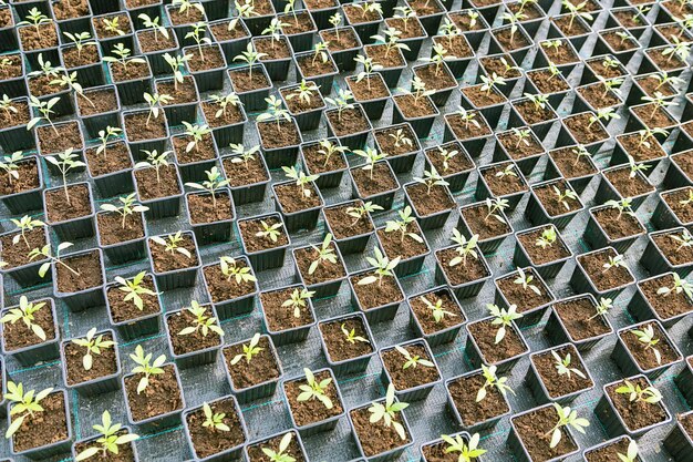 温室の鉢植えの苗の列
