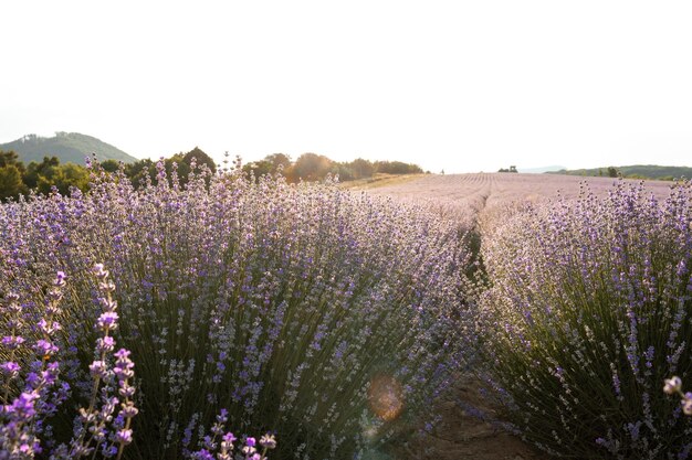 Rows of purple lavender in a field on a summers evening as the sun sets