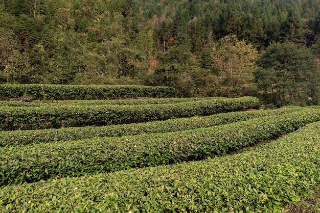茶園の通常の茶の木の列