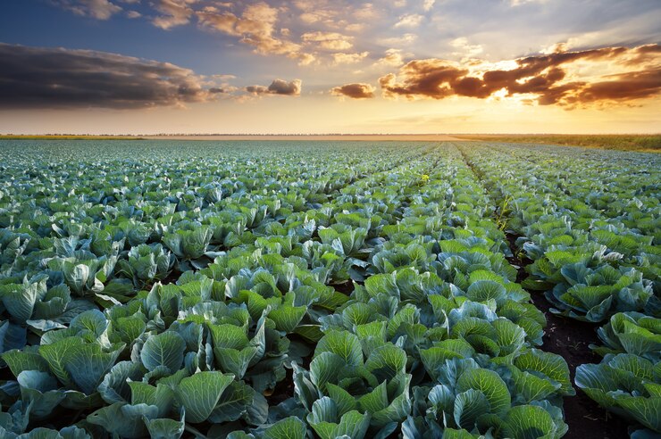 Photo rows of ripe cabbage under the evening sky.