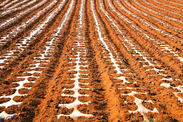 Rows of soil to prepare for planting.