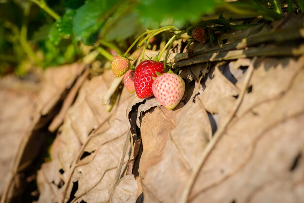 Photo rows of strawberries in a strawberry farm