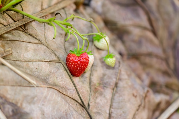 Rows of strawberries in a strawberry farm