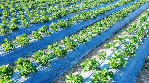 Rows of strawberry plant in a strawberry field