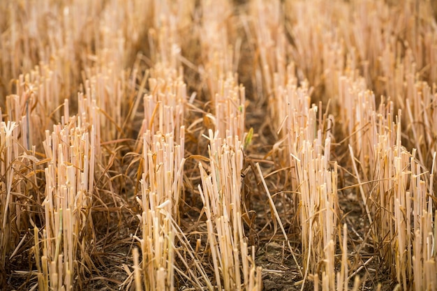 Rows of stubble harvested wheat field