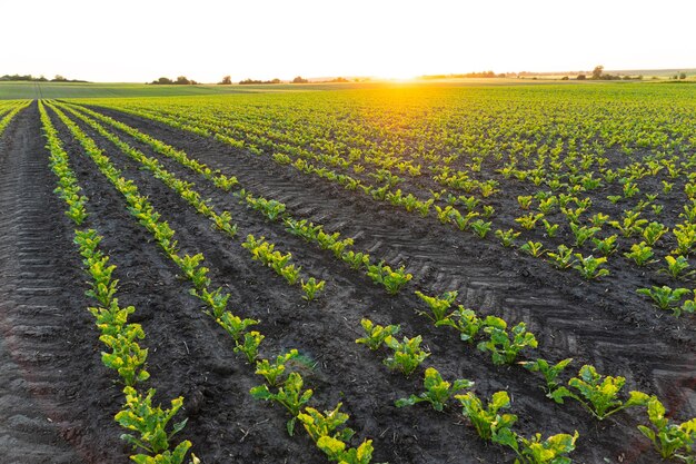 Rows of sugar beet seedlings field Young Sugar Beet Plants Sugar beet field with sunset sun