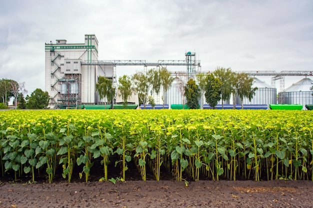 Rows of sunflower against the background of a double grain elevator.