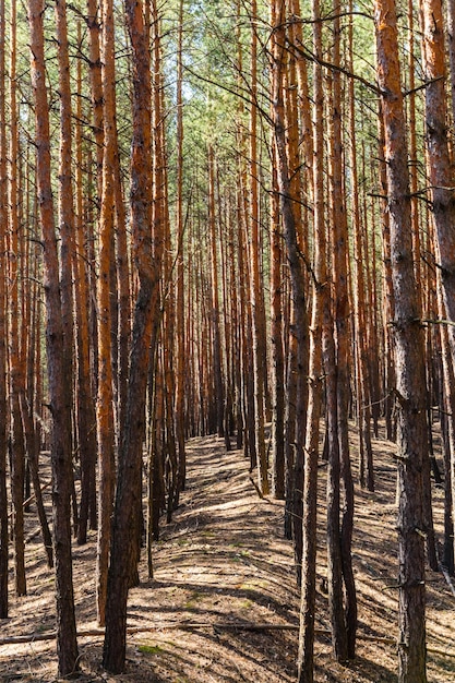 Rows of the tall pine trees in a forest on spring