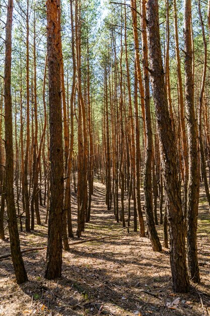 Raggi di alti pini in una foresta in primavera