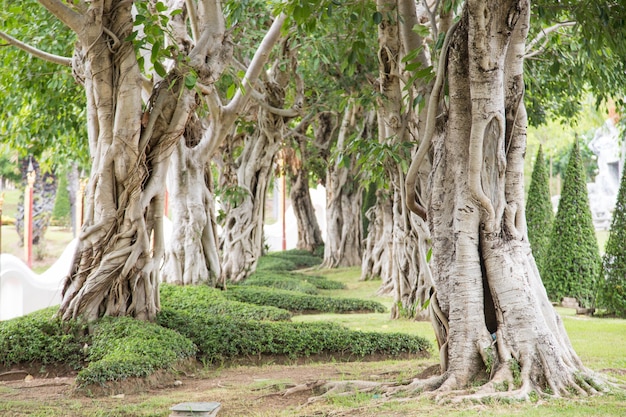 Rows of trees planted on the lawn.