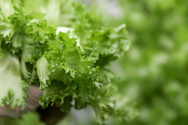 Rows of vegetables in organic vertical farming