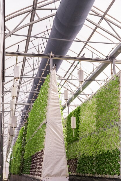 Rows of vegetables in organic vertical farming