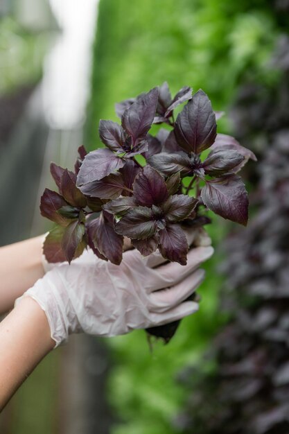 Rows of vegetables in organic vertical farming