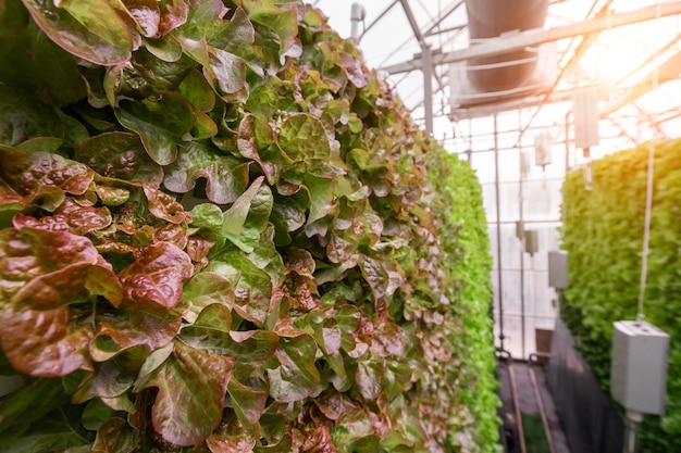 Rows of vegetables in organic vertical farming