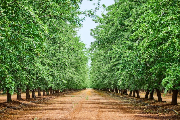 Rows of vibrant green almond trees in farm during spring