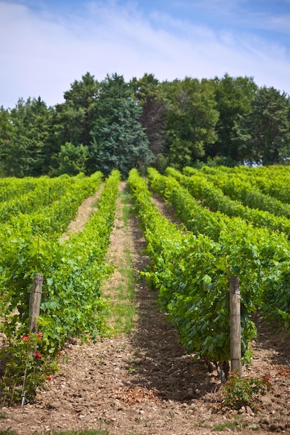 Filari di vigneto nel sud della francia scatto verticale con messa a fuoco selettiva