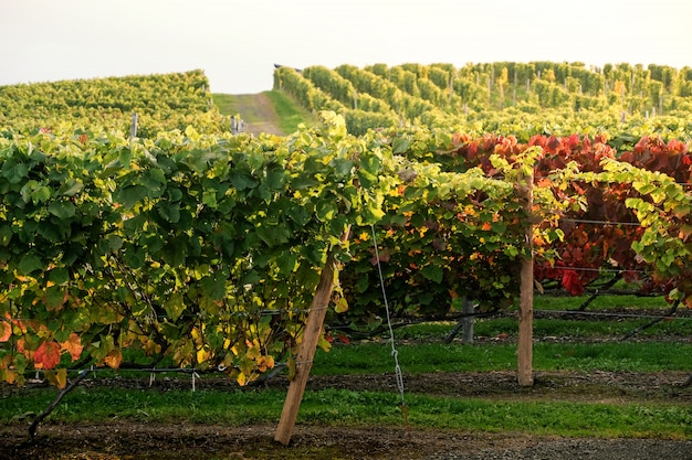 Photo rows of vineyard grape in fall and autumn season. winery farm plantation