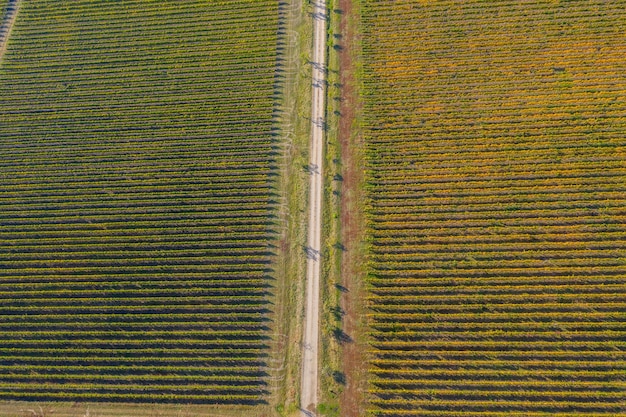 Rows in a vineyard natural pattern above from a drone Aerial view