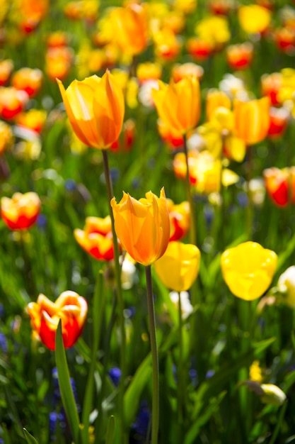 Rows of yellow tulips