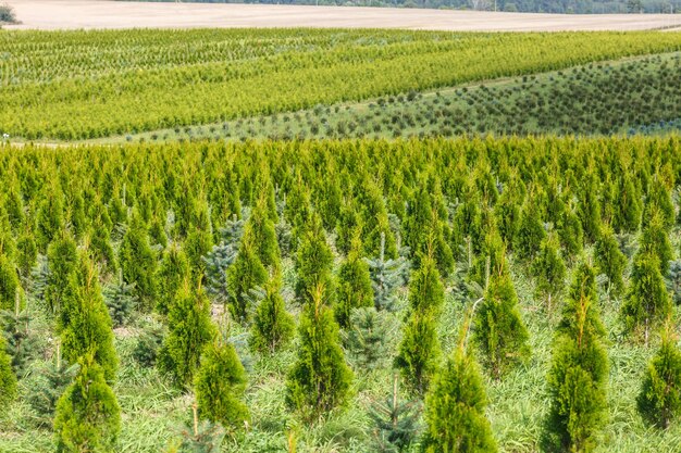 Rows of young conifers in greenhouse with a lot of plants on plantation