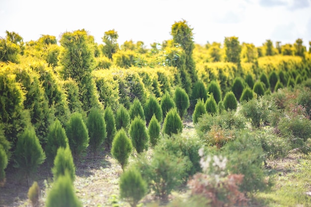 プランテーションにたくさんの植物がある温室の若い針葉樹の列