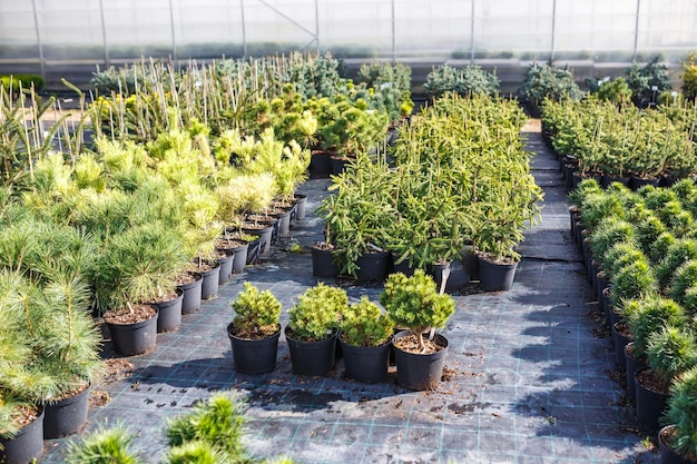 Rows of young conifers in greenhouse with a lot of plants on plantation