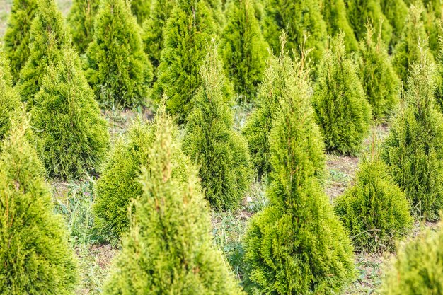 プランテーションにたくさんの植物がある温室の若い針葉樹の列