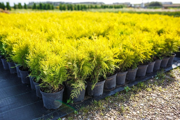 Rows of young conifers in greenhouse with a lot of plants on plantation