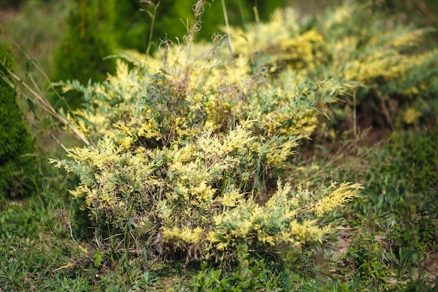 プランテーションにたくさんの植物がある温室の若い針葉樹の列