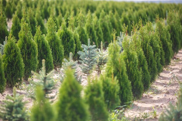 Rows of young conifers in greenhouse with a lot of plants on plantation