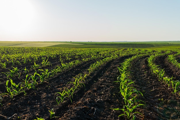 rows of young corn plants flourish in the rich soil as the sun casts a warm glow over the expansive farmland inviting growth and abundance