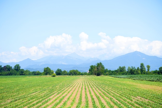 Rows of young corn shoots on cornfield. Green field with small plants corn. Maize seedling in the