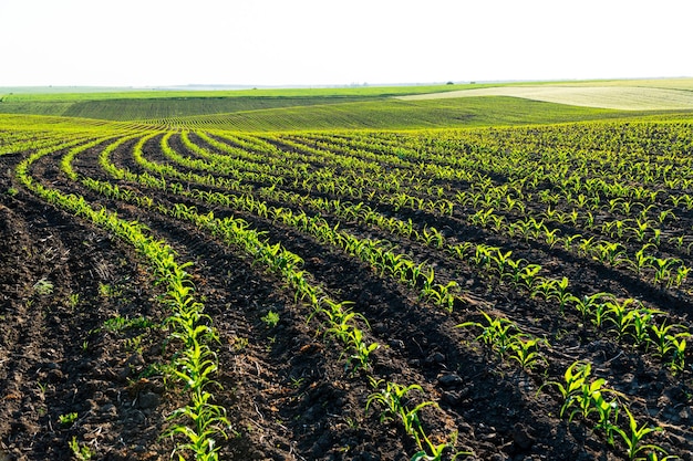 Rows of young corn shoots on a cornfield Landscape view of a young corn field Green young corn maize plants growing from the soil Agricultural concept