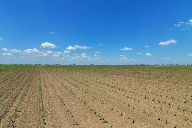 Righe di giovani piante di mais verde. piantina di mais sul campo.