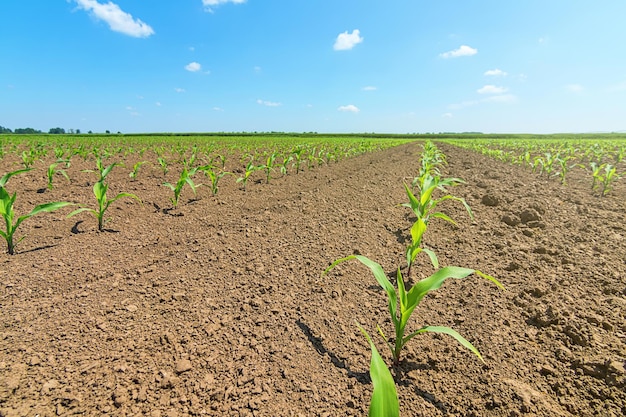 Rows of young green corn plants. Corn seedling on the field.