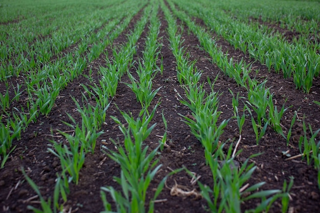 Rows of young green wheat or barley