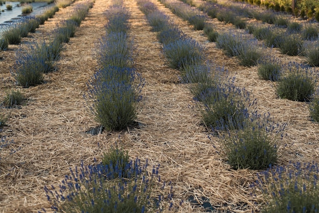 Rows of young lavenders on the plot