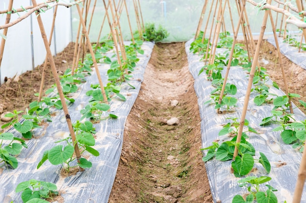 大型植物の保育園で成長している若いメロン植物の行。