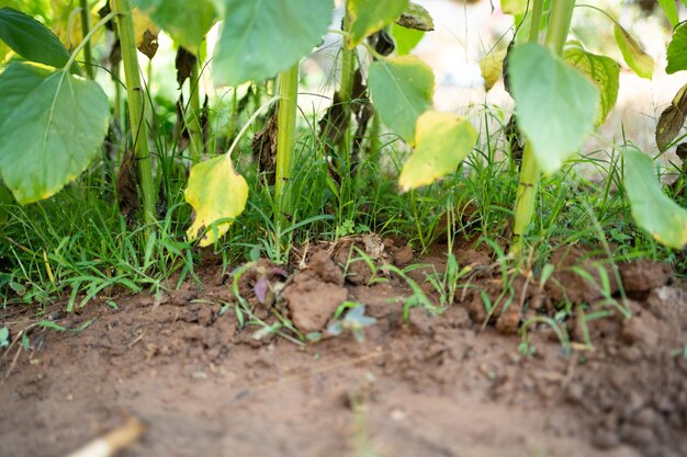 Rows of young sunflower plants on the field early in the spring selective focus