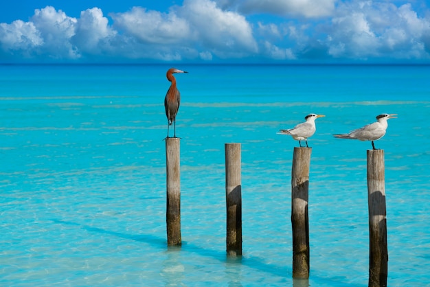 Royal Caspian terns and Reddish Egret heron