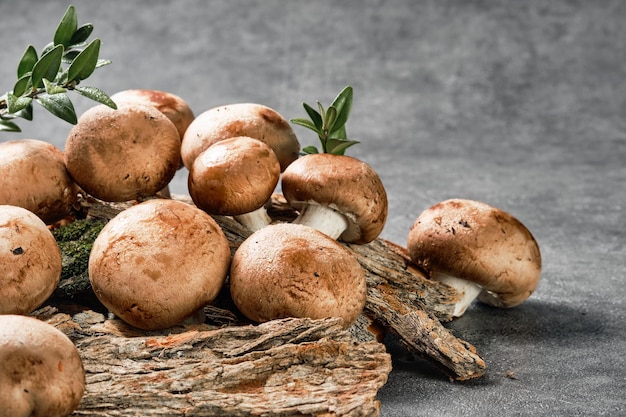 Royal champignon in water drops, several fresh mushrooms on a gray natural background, selective focus with copy space. Close-up on mushrooms. Several mushrooms are out of focus.