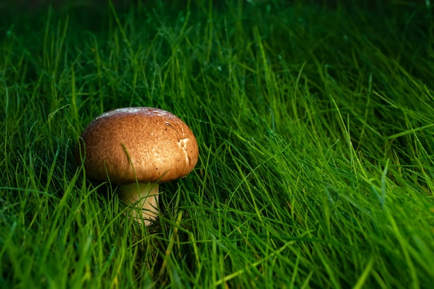 Royal champignons at sunset in the grass